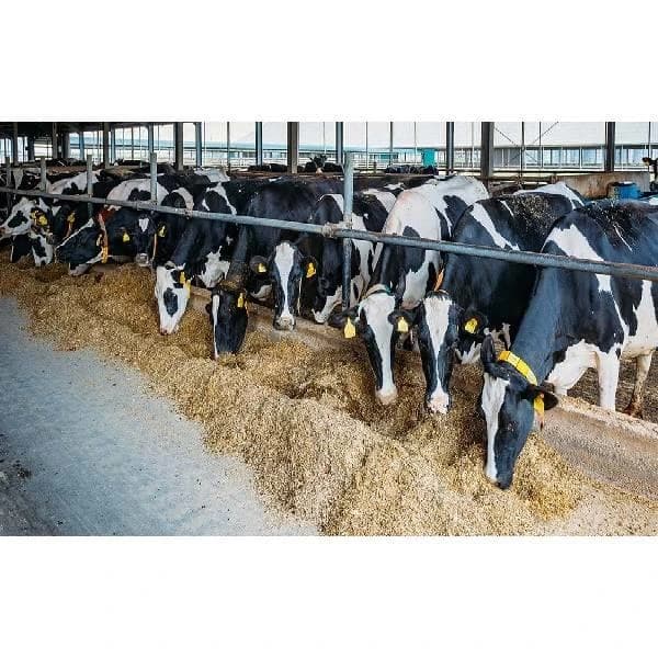 Cattle Sheds