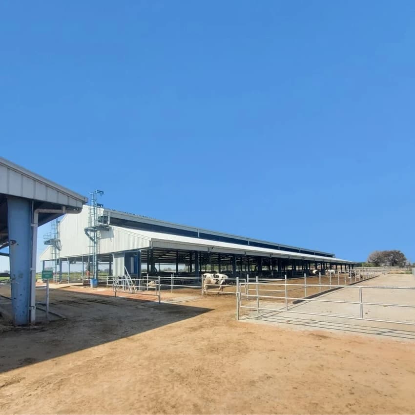 Steel Prefabricated Cattle Shed, For Dairy Farm