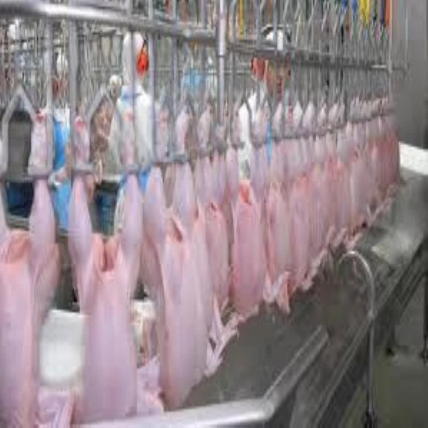 Poultry Dressing Plants