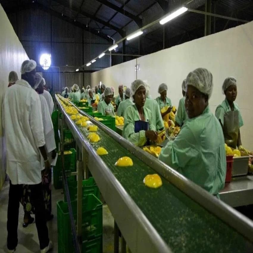 Mango Pulp Processing Plant