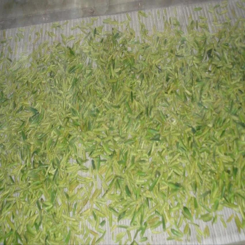 Frozen Vegetable Processing Plant