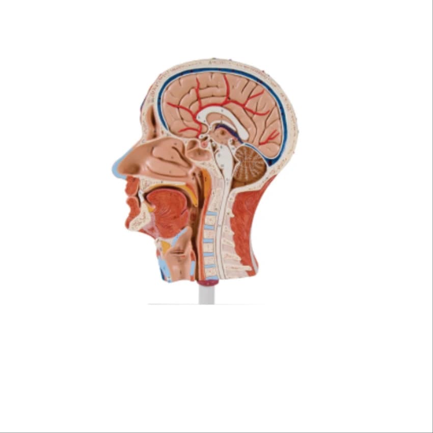 Anatomical Model