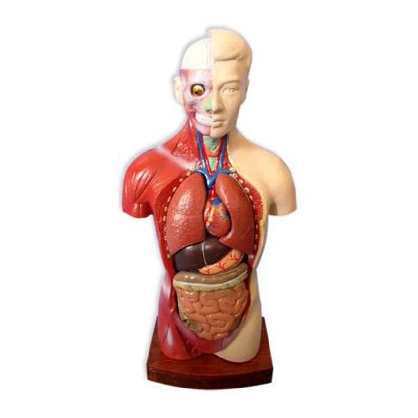 Multicolor Human Body Torso Full Size With Parts Removable