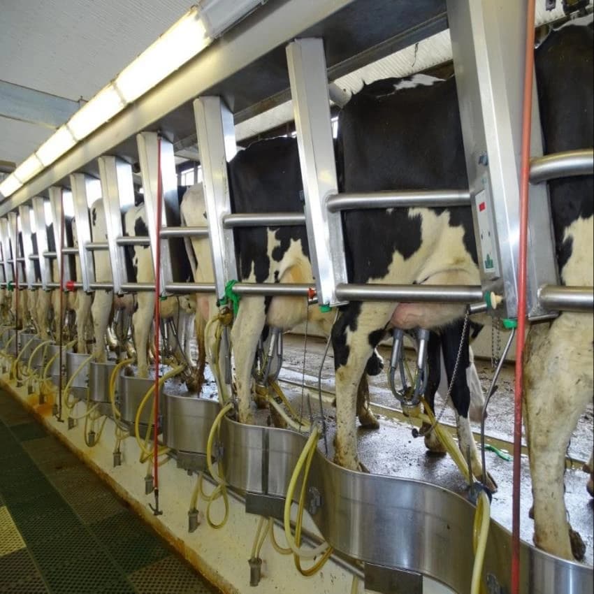 Milking Parlor Milk Parlor, Capacity: 2x2