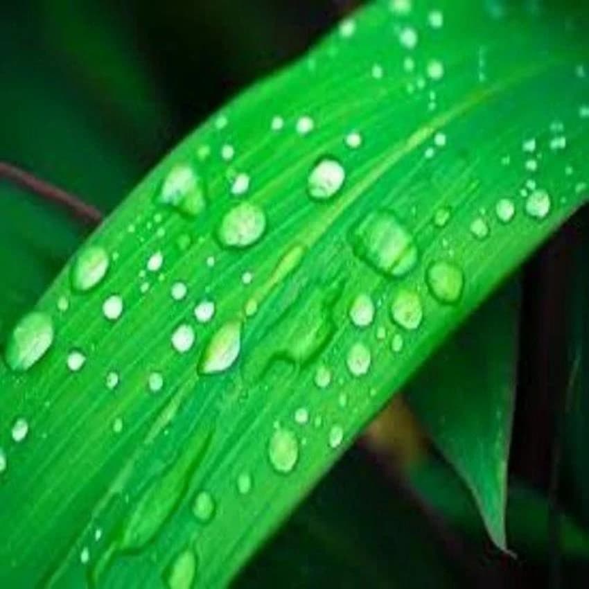 AGRI ADJUVENT WETTING AGENT, For Agriculture