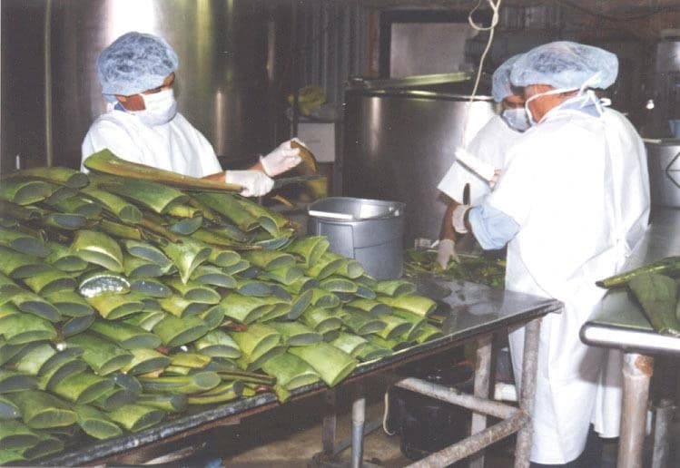 Aloe Vera Processing Plants, Capacity: 100 L To 1000 L