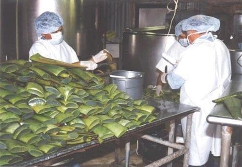 Aloe Vera Processing Plant