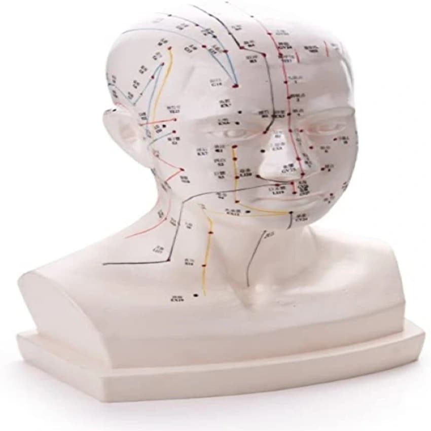 PVC KAMH1 KSTAR Acupuncture Model Head