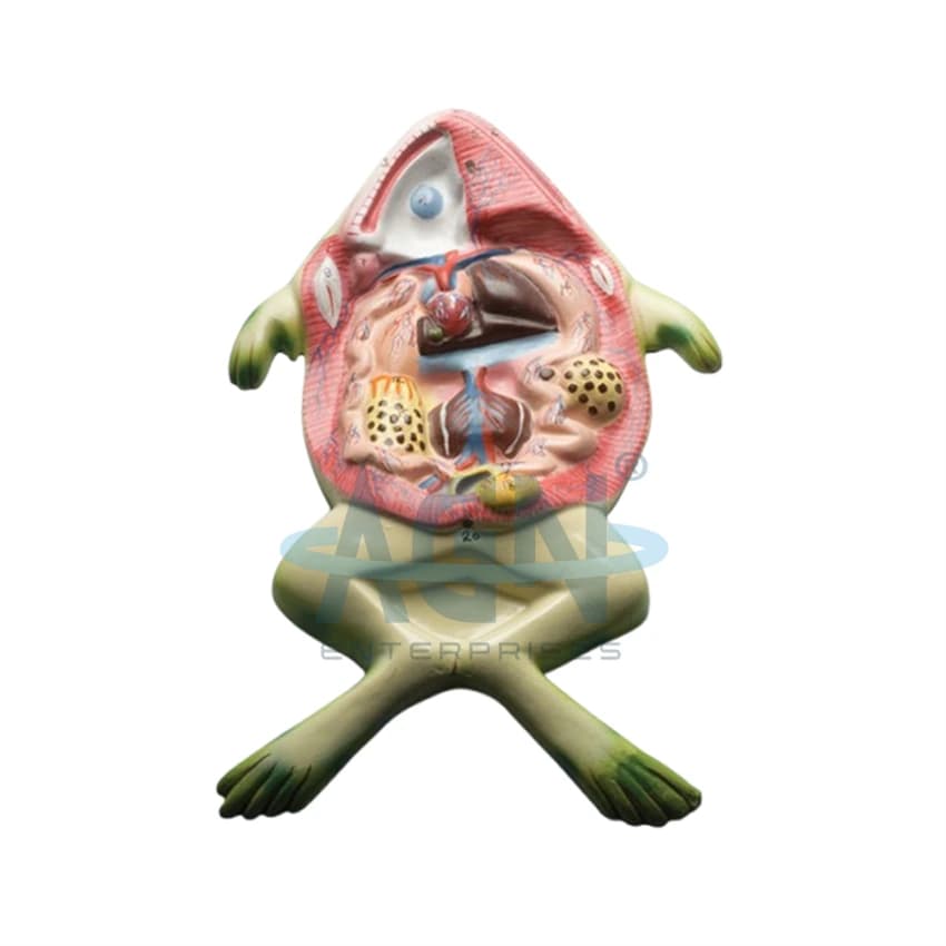 Frog Anatomy Model / Dissection Model