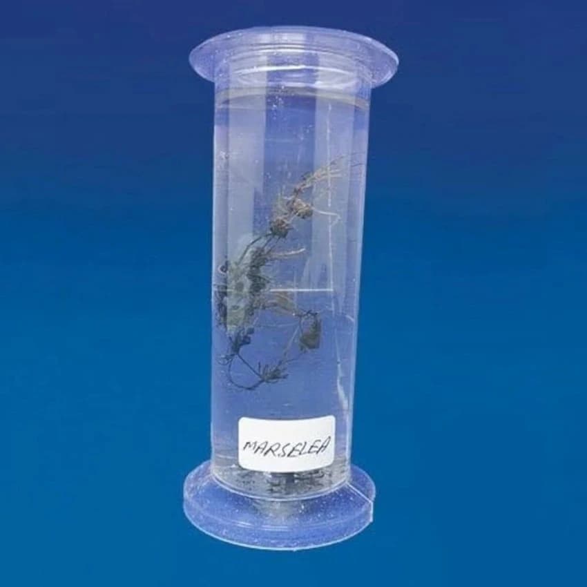 Fiberglass Special Botany Specimen, For Laboratory
