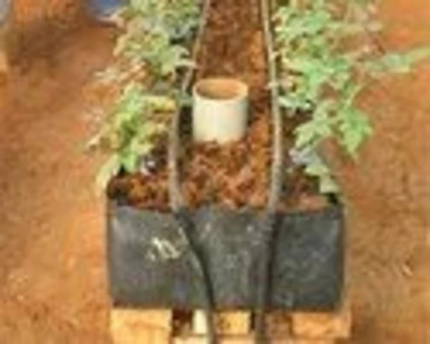 Blustal Hydroponic Trough System
