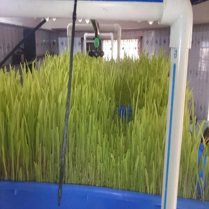 Automatic UPVC Hydroponic Green Fodder Machine, Model Name/Number: HMF002