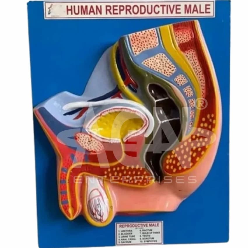 Fiberglass HUMAN REPRODUCTIVE SYSTEM MALE / FEMALE