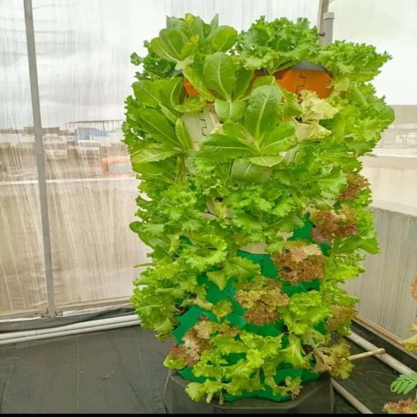 Pinneapple Vertical Farming Aeroponic Towers, Size/Dimension: 2 X 2 Feet