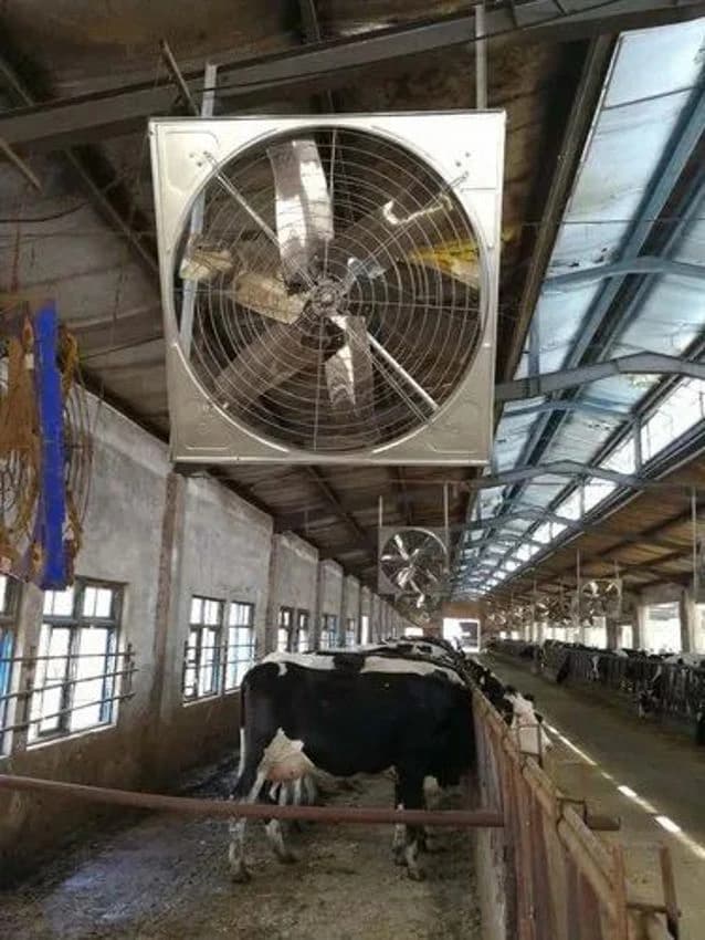 Dairy Farm Cooling Fans