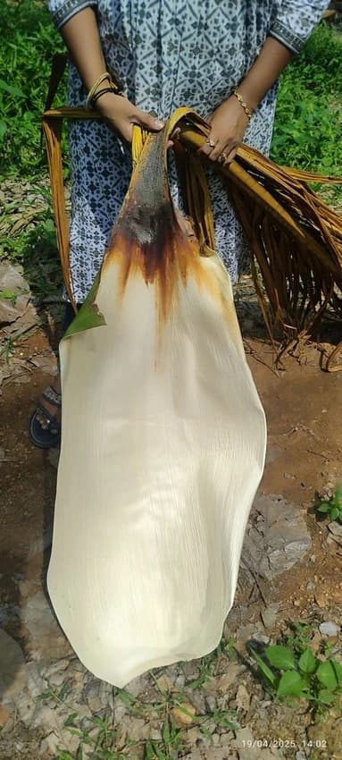 Pakku Mattai Leaf