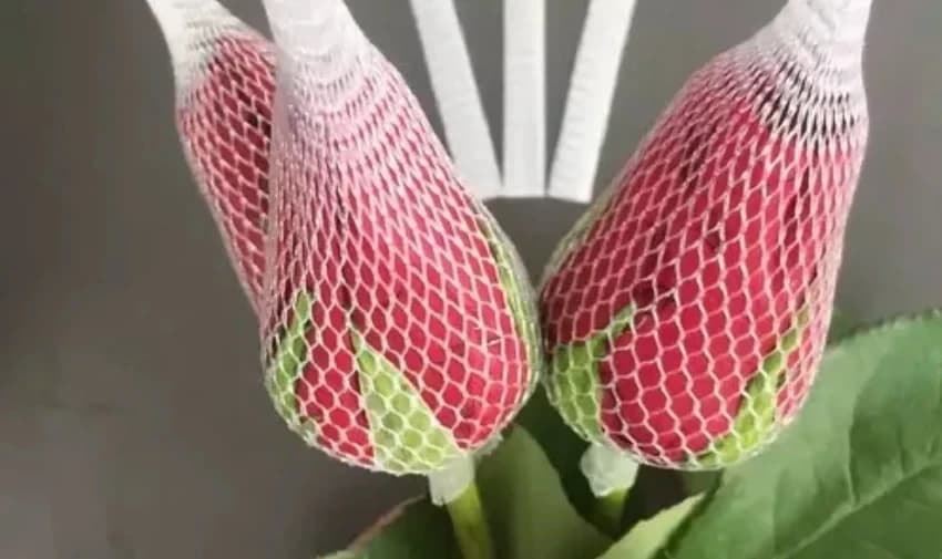 Epe Foam Fruit Net, 25 mm