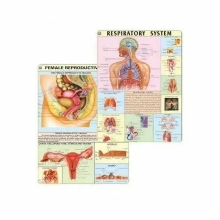 Midwifery And Child Health Nursing Charts