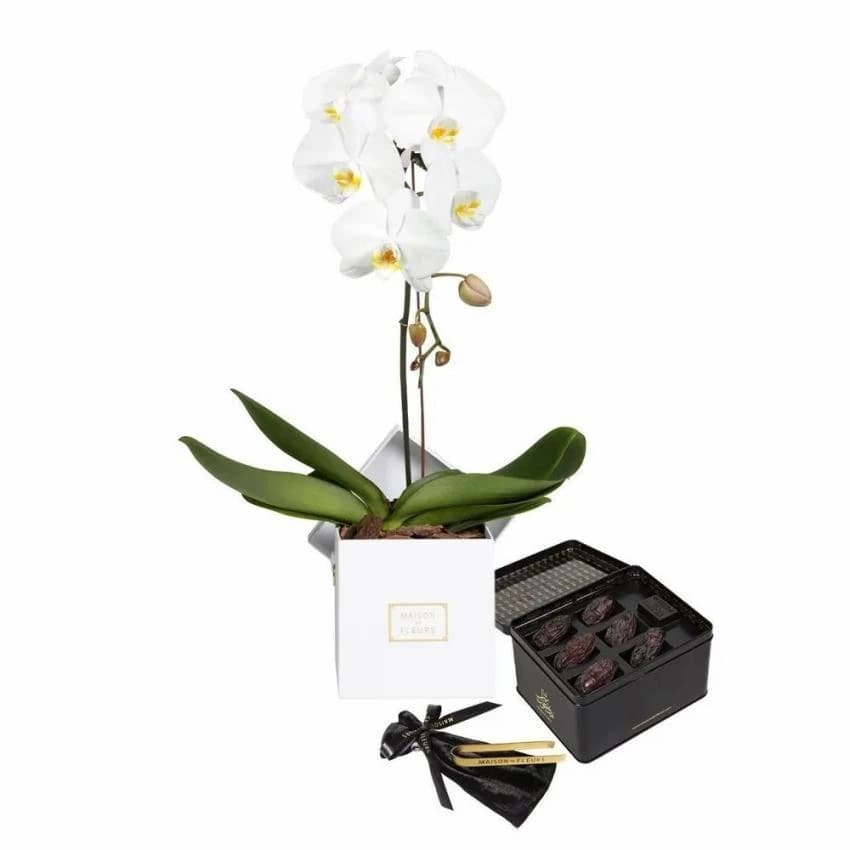 Fiber Flower Pot, For Gift Purpose