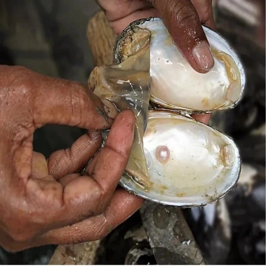 Pearl Farming Products
