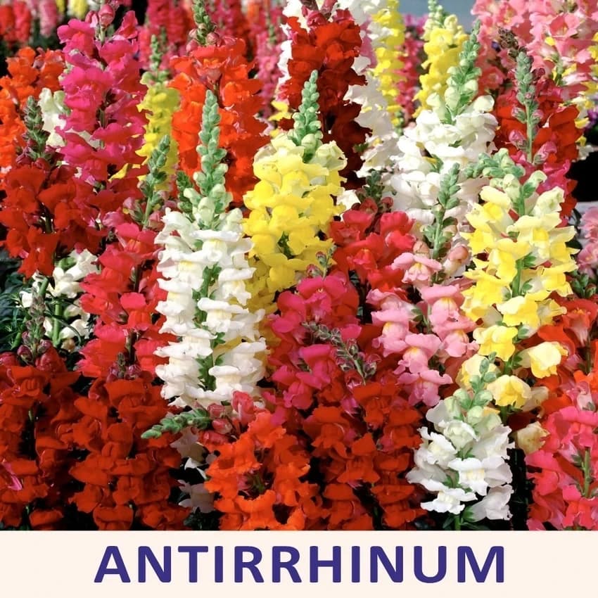 Garden snapdragons ANTIRRHINUM PLANT