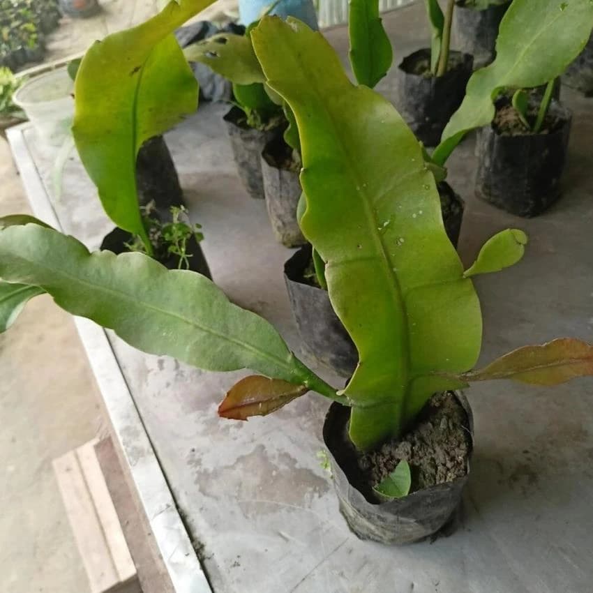 Well Watered Saussurea Obvallata Natural Brahma Kamal Plant, For Garden, Spring
