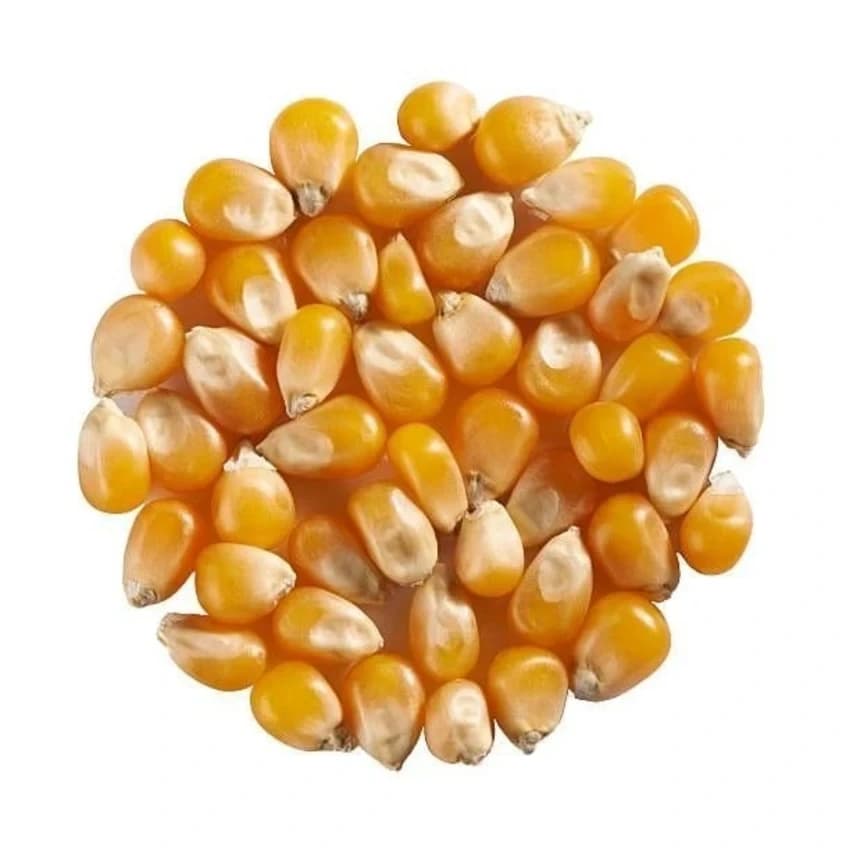 Yellow Natural Maize Seed