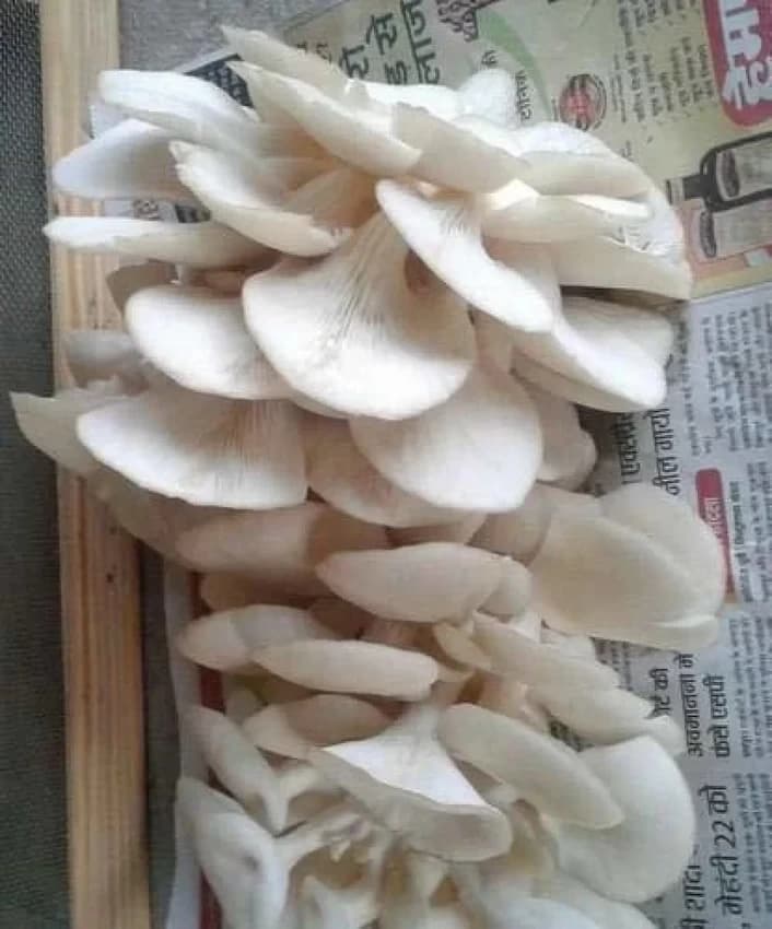 Hybrid Mushroom Spawn, Packaging Size: 5 Kg, Packaging Type: Packs