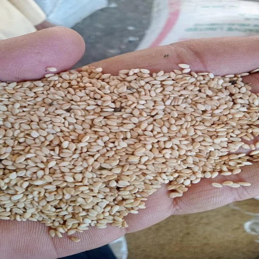White Natural Sesame Seeds, 4%, Packaging Size: 25/50 Kg