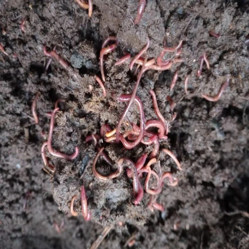 Bio Tech Grade Powder Live Earthworm, Vegetables, 5 kg
