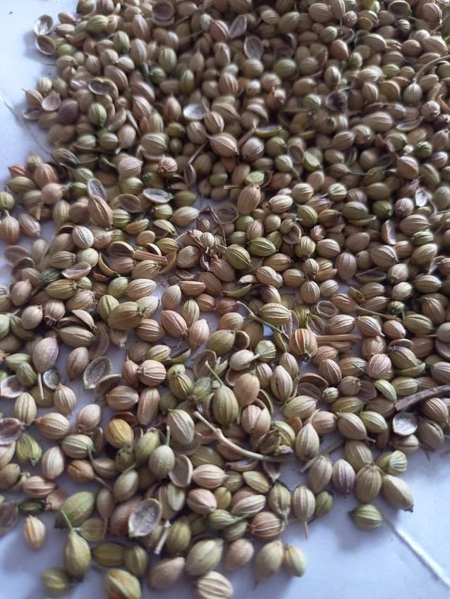 Natural Brown Organic Coriander Seed, For Cooking