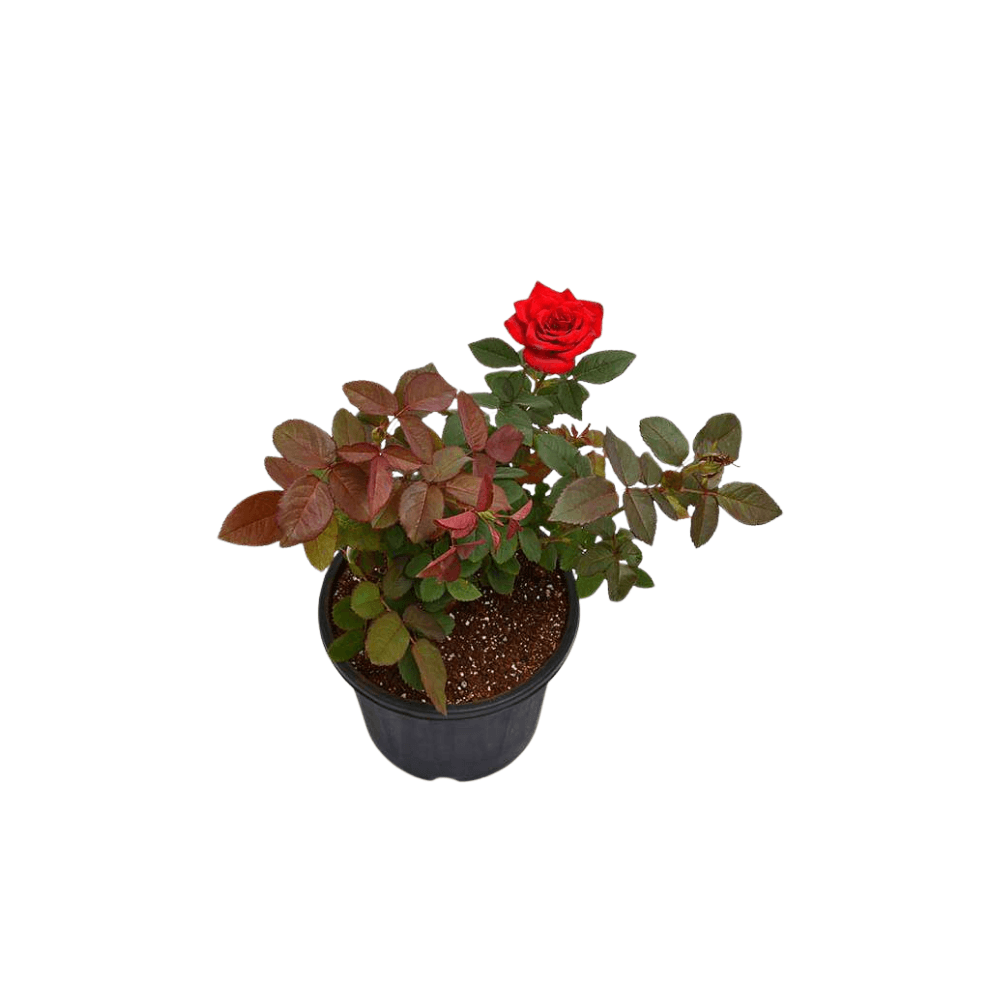 Rose Tree