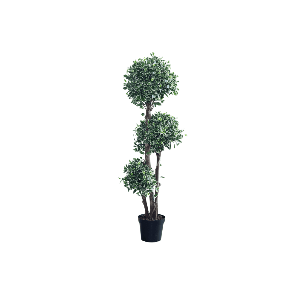 Topiary Plants