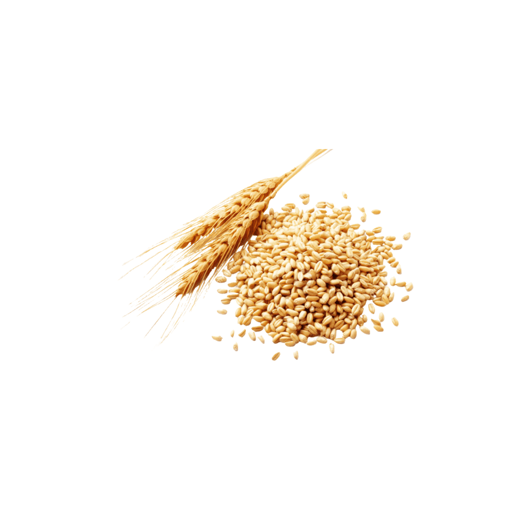 Wheat Grains