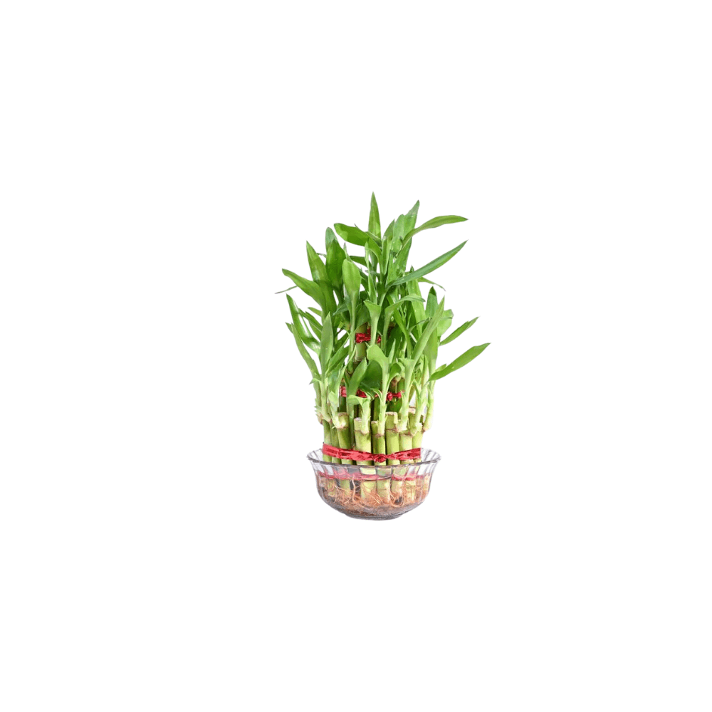 Bamboo Plants