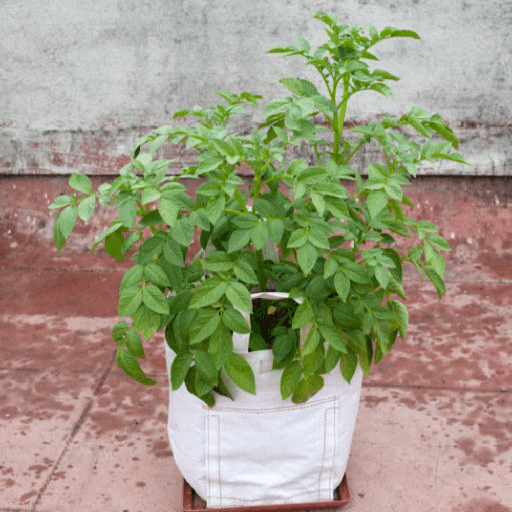 Grow Bag