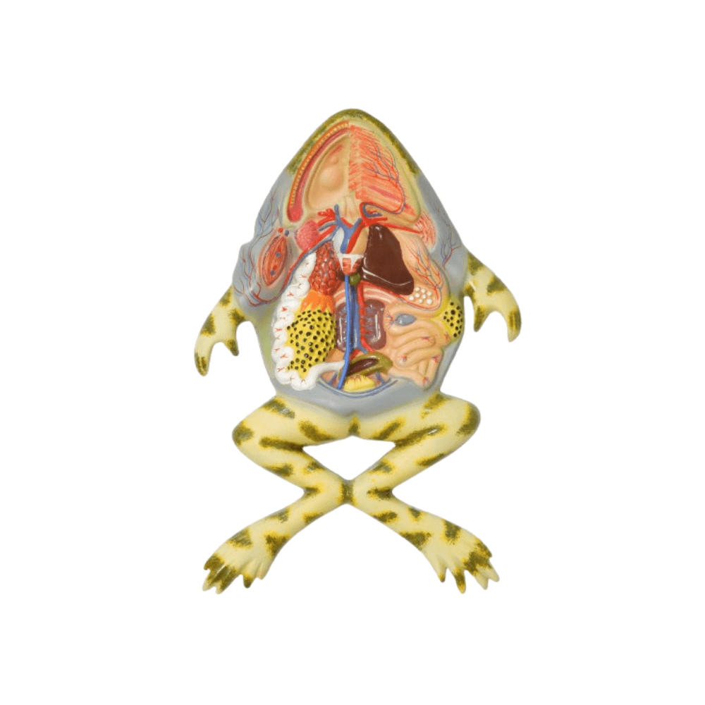 Zoology Models