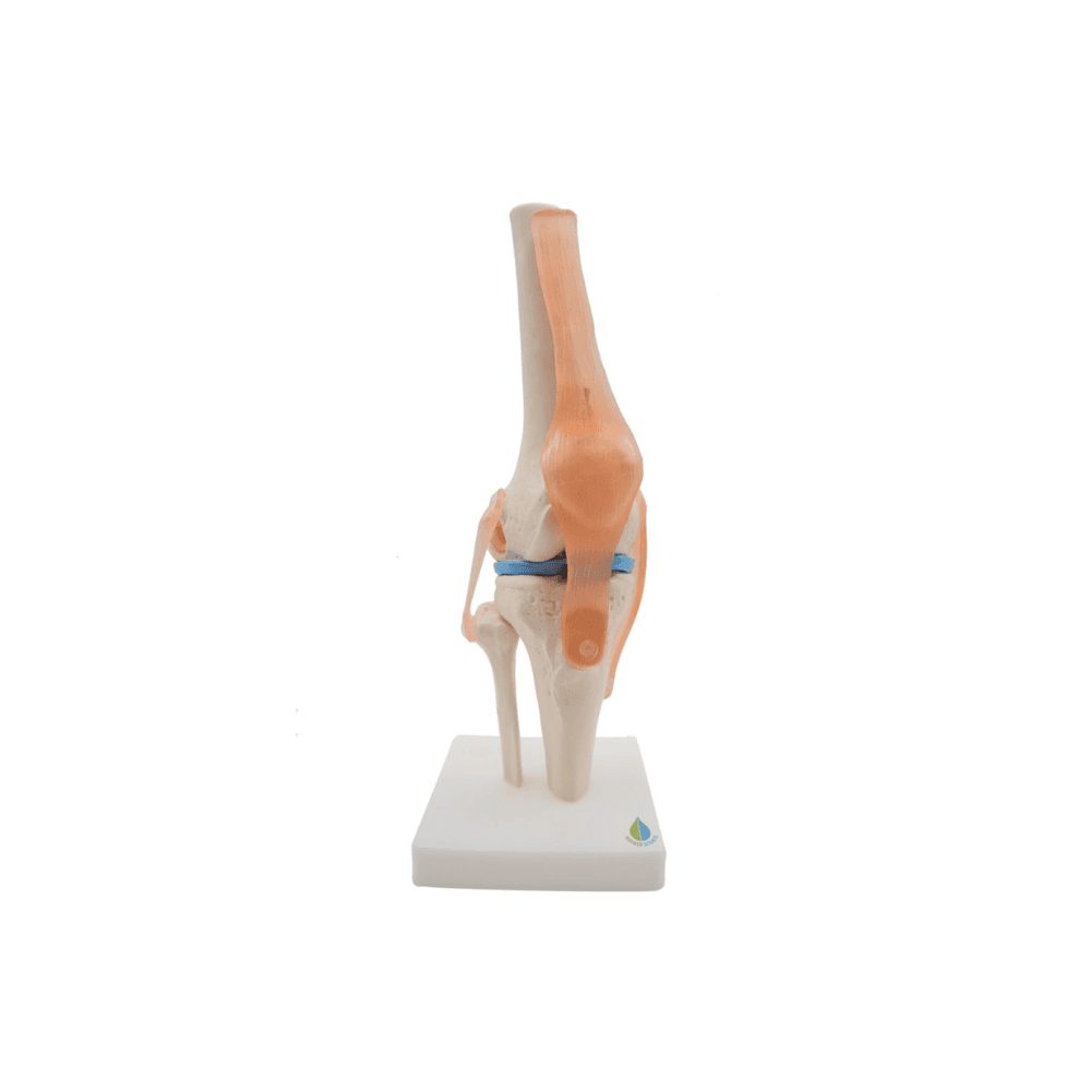 Knee Joint Model