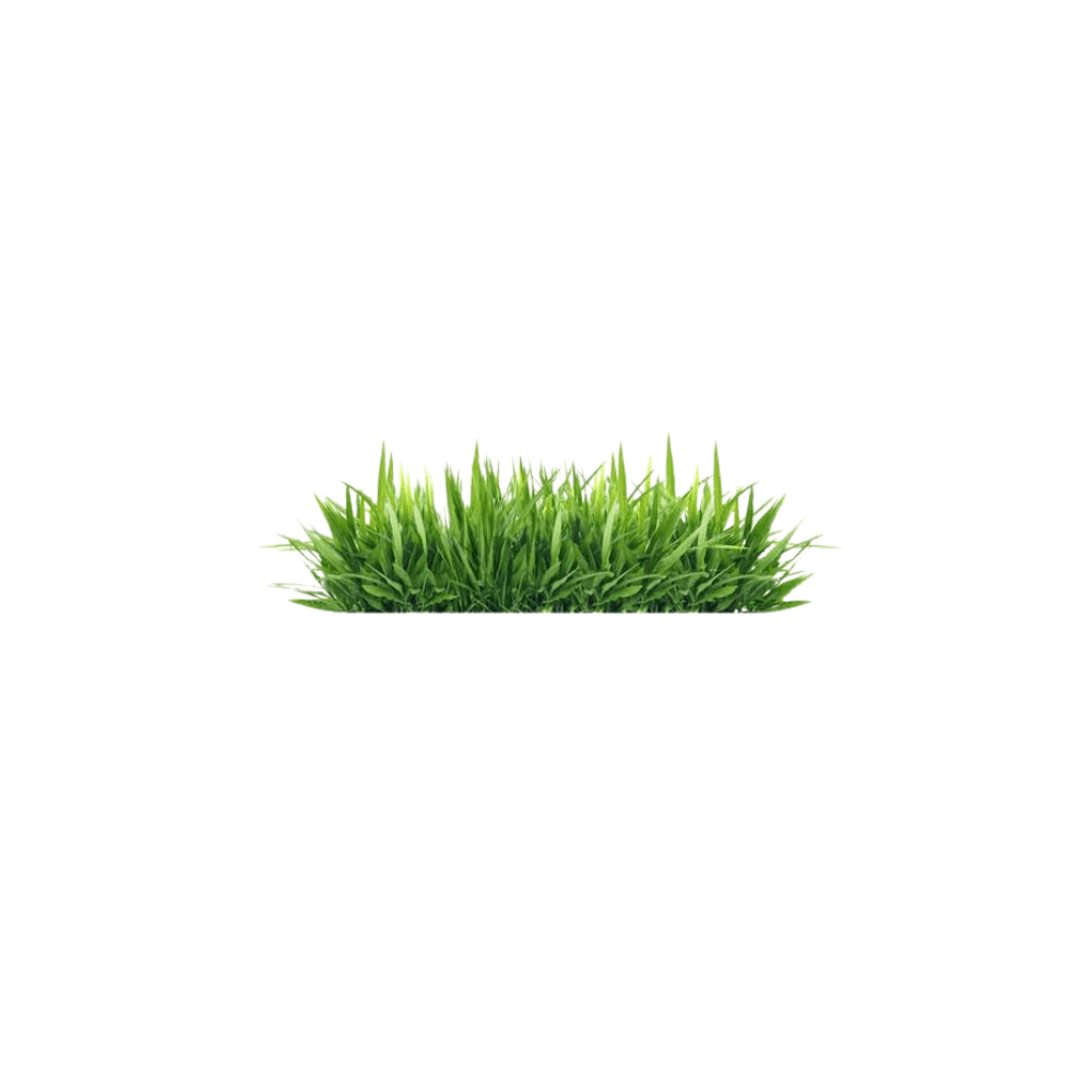 Natural Grass